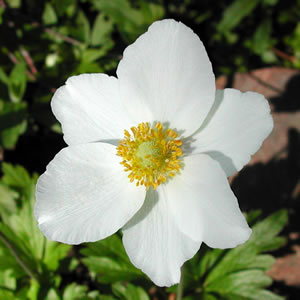 Anemone canadensis